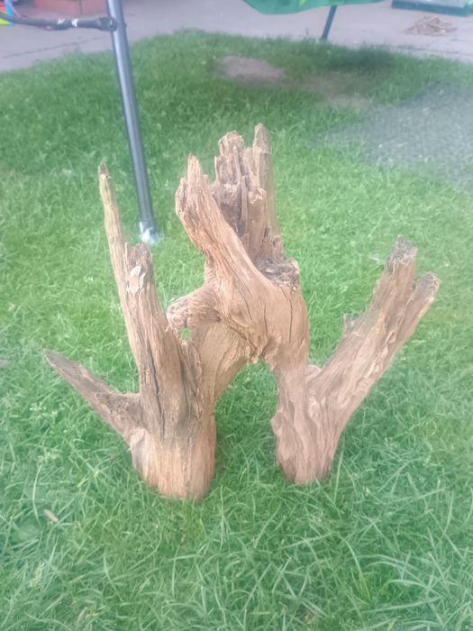 Korzeń akwarystyka/terrarystyka