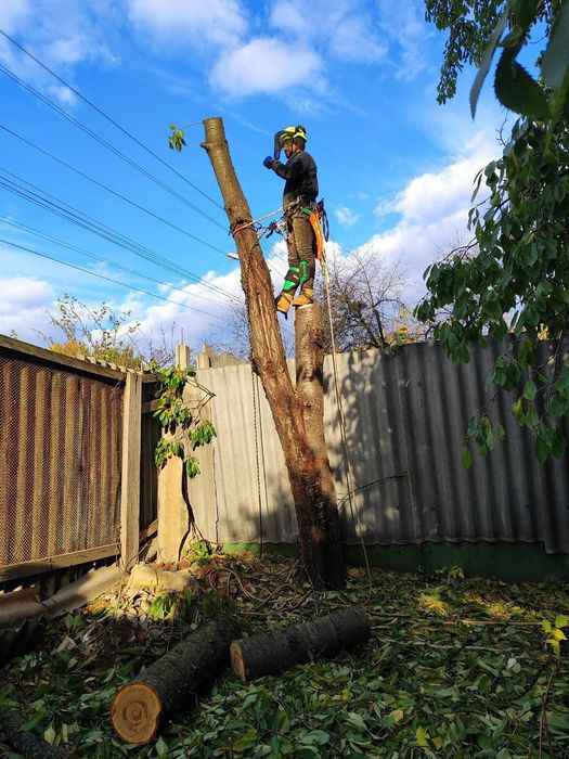 Спилить дерево безопасно спилить аварийное дерево