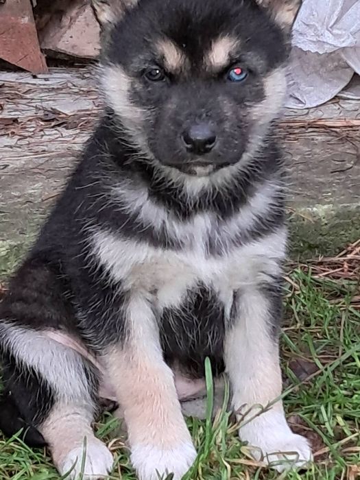 Хаскі…………………………..