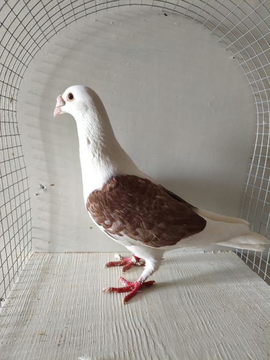 Gołębie staropolska samica