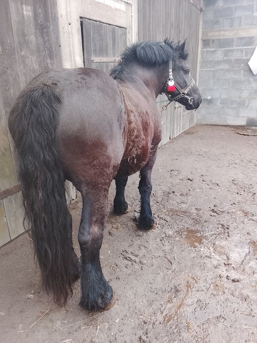 Klacz kara zimnokrwista