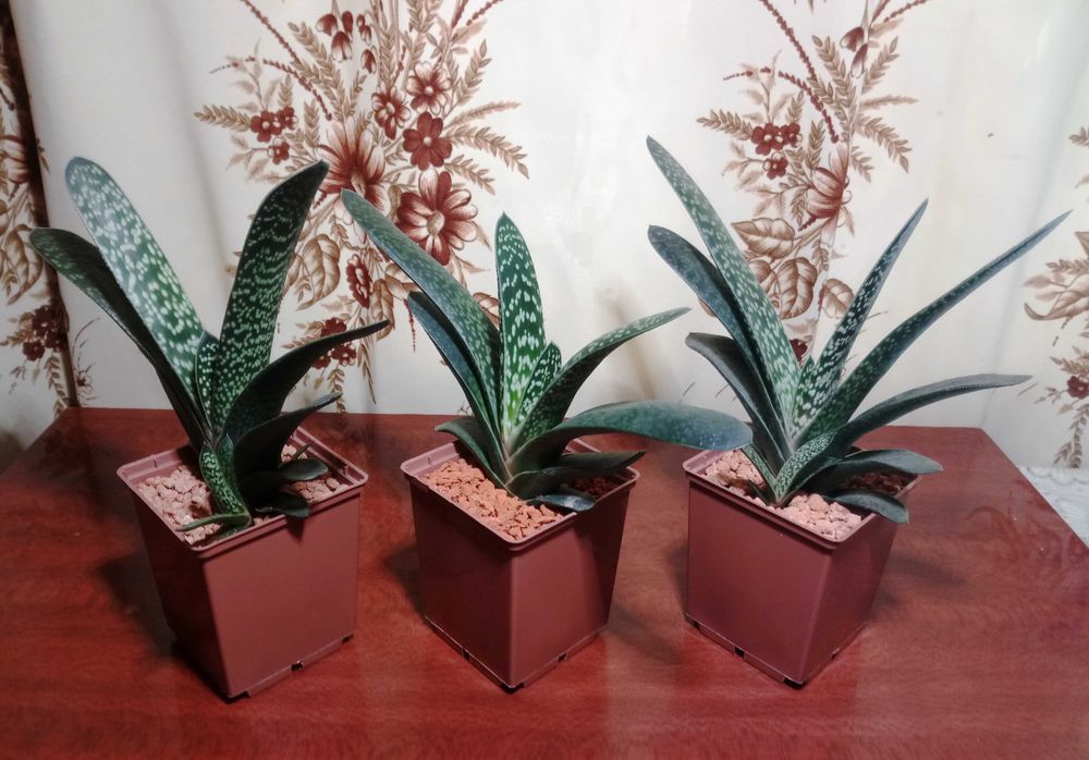 Гастерія карликова (Gasteria liliputana)