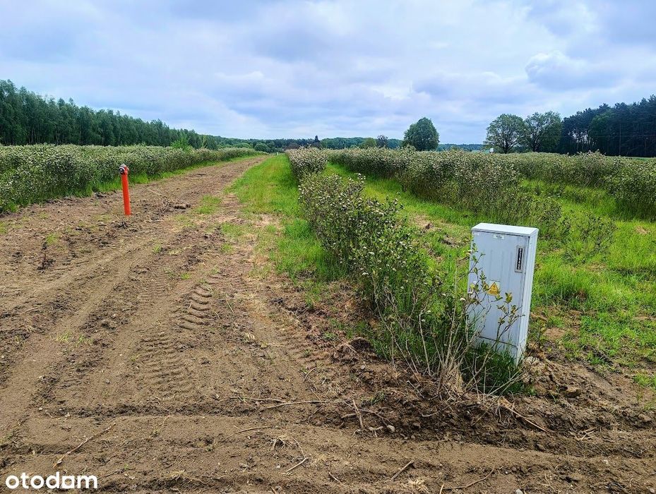 Śliczne działki pod lasem 5 minut z Opalenicy WARUNKI ZABUDOWY – pohled 4