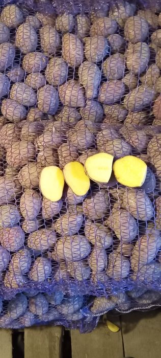 Продам насіневу картоплю