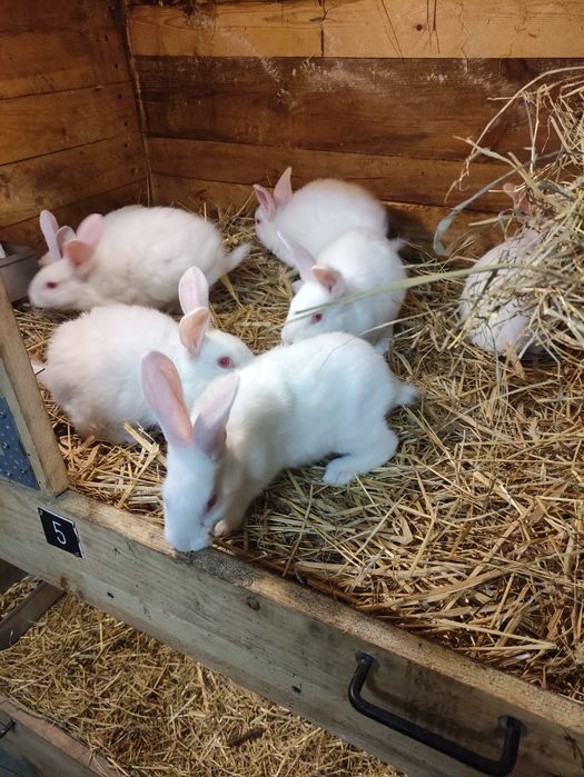 Królik Termondzkie Białe samce i samice