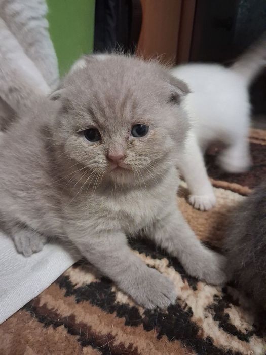 Продамо кошенят!! Двоє хлопчиків та двоє дівчаток.Віслоухі по 2500, а прямоушки 2000грн.Знаходимося у місті Очаків, Миколаївська область.