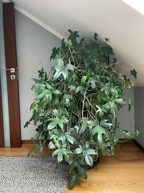 Duży kwiat doniczkowy 150 cm – piękny rozrośnięty okaz + doniczka