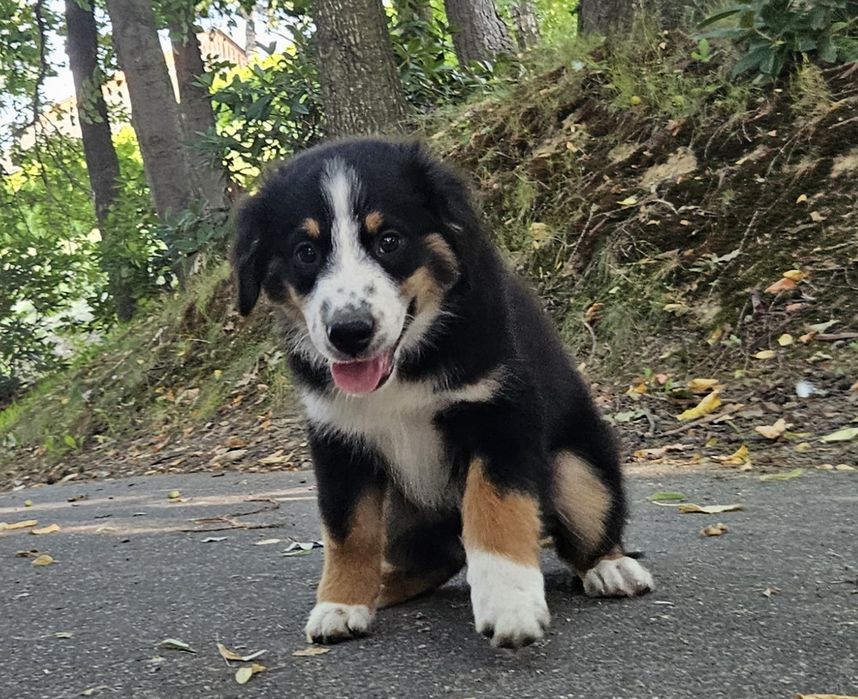 Amerykanski Owczarek Miniaturowy