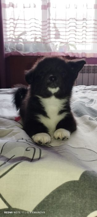 В самі добрі ручки, маленька солоденька булочка