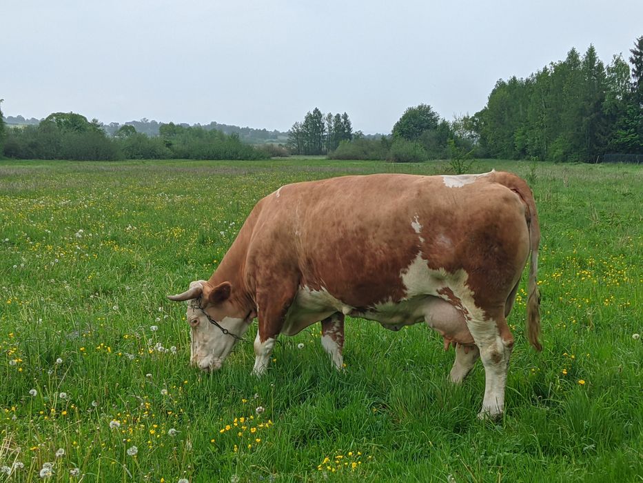 Krowa cielna 10letnia