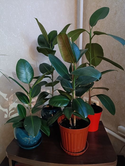 Продам фикус Эластика каучуконосный