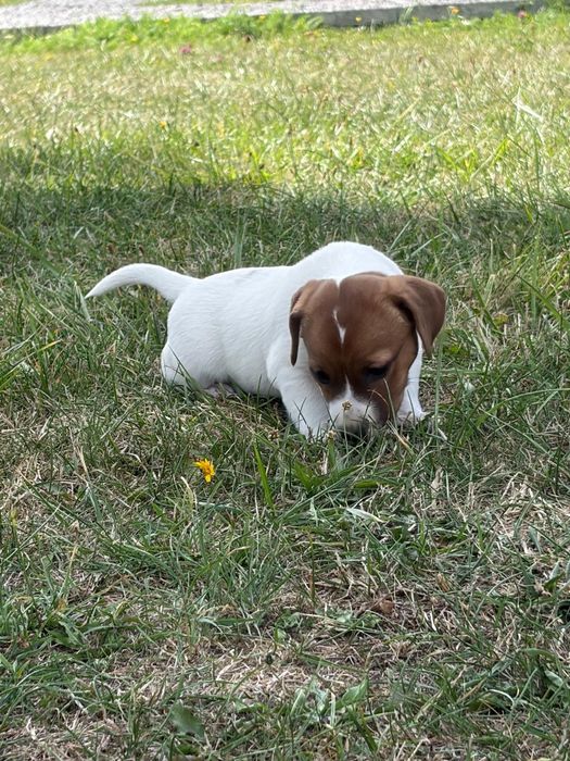 Jack Russell Terrier