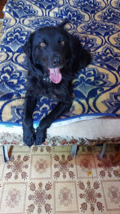 Віддам собаку безкоштовно