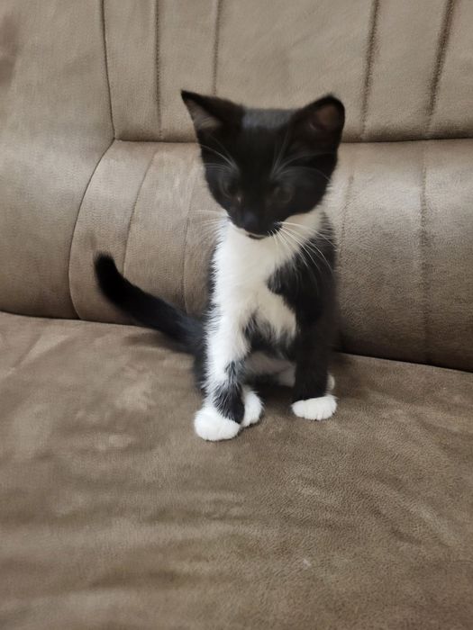 Маленькие котята