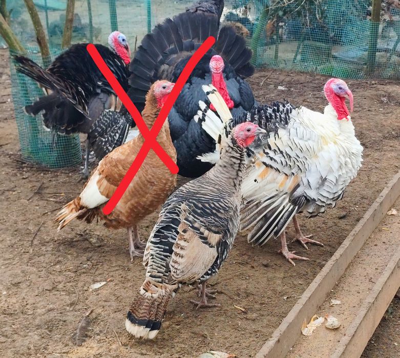 Indyki, indory, indyczki para