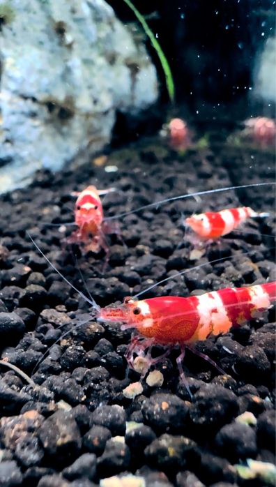 Krewetki Caridina Crystal Red