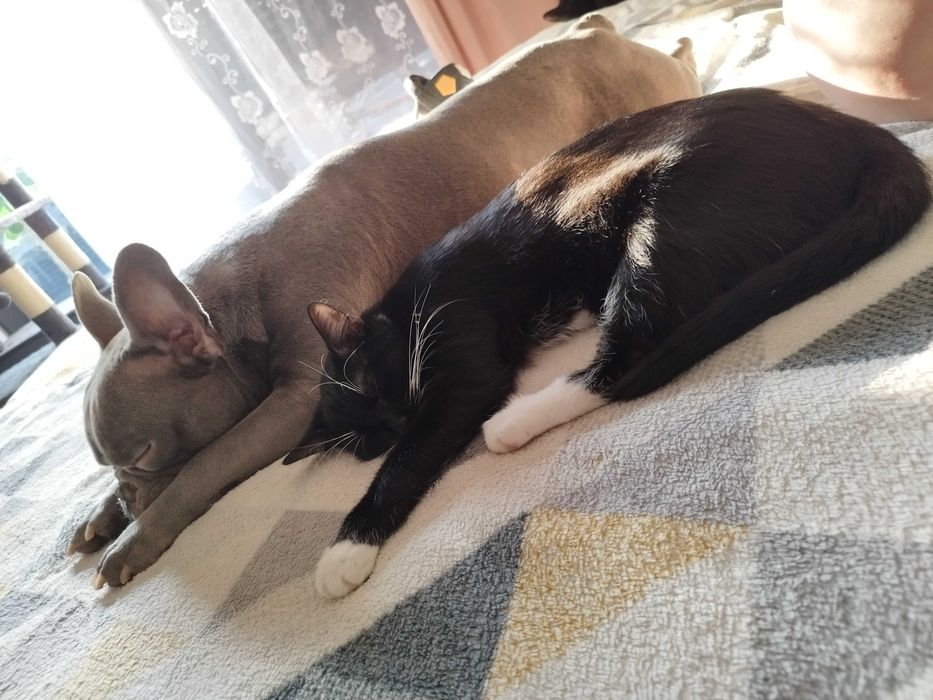 Szukam opieki dla psa i 2 kotów