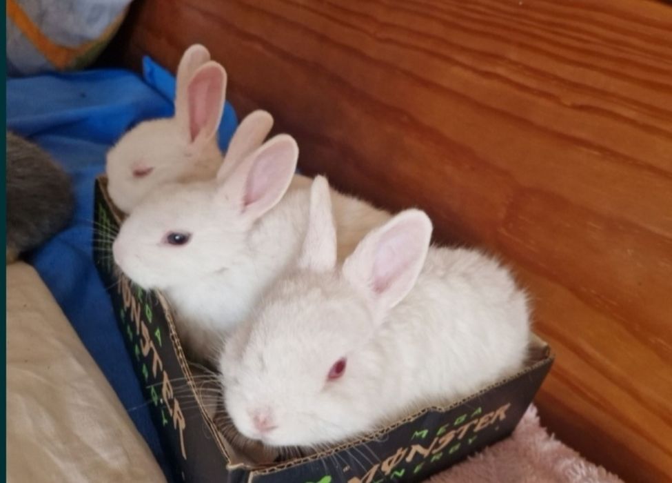 Coelhos Para doação