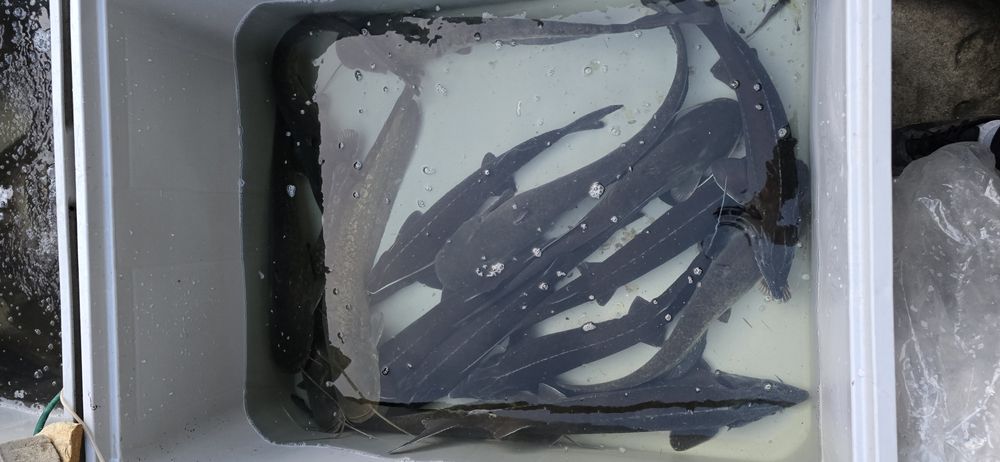 Jesiotr,  Sum, Amur, Karp  ryby do stawu