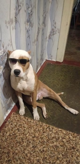 Вязка! Тёма ищет любимую