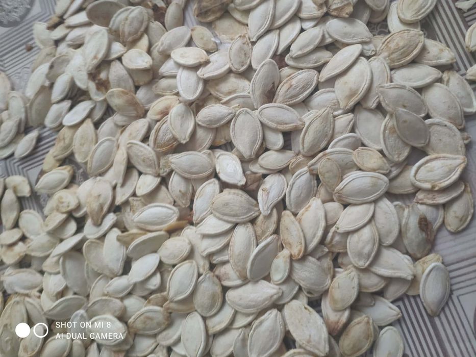 Насіння гарбузу