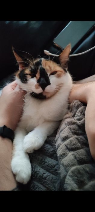 Віддам в хороші руки