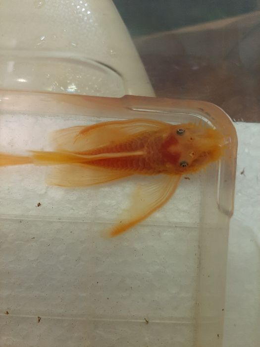 Анциструс L-144 Gold/ Производители L-144 Gold вуаль и обычные/номерны