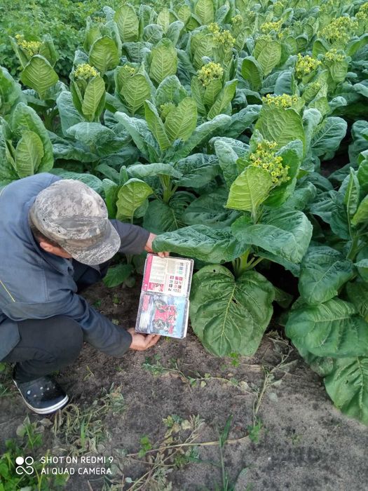 Продам насіння махорки.