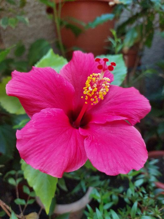 Гібіскус маліновий