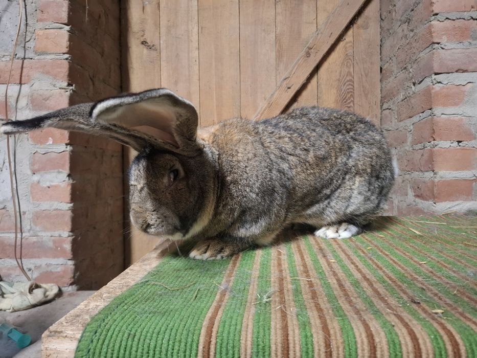 Olbrzym Belgijski Samiec Bos