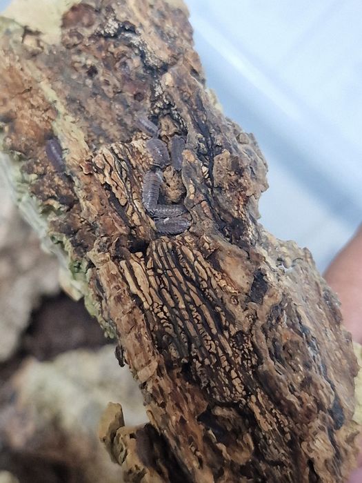 isopods Porcellio scaber