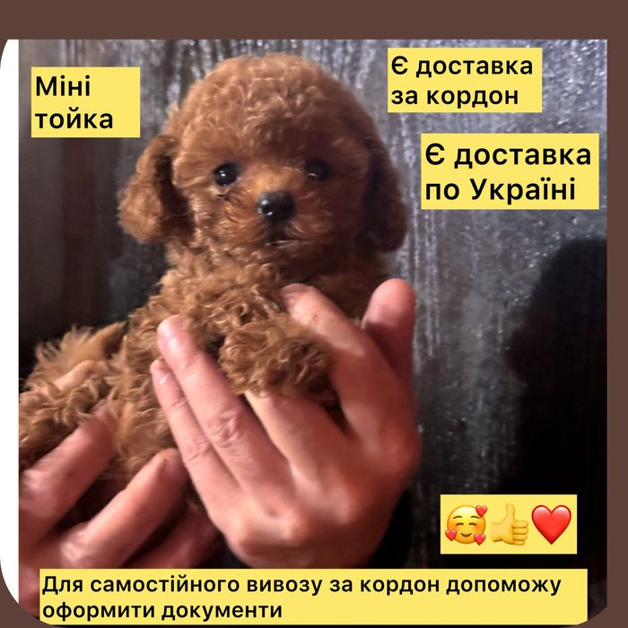 __Ласкаве сонечко !міні тойка !Беби фейс!