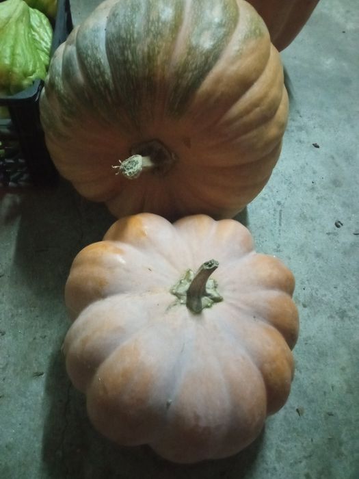 Abóbora gila /.chila e abóbora menina