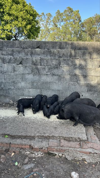 Porcos vietnamitas