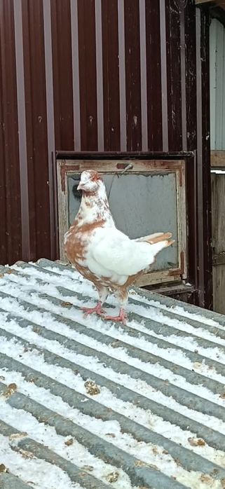 Gołębie - King i Garłacz