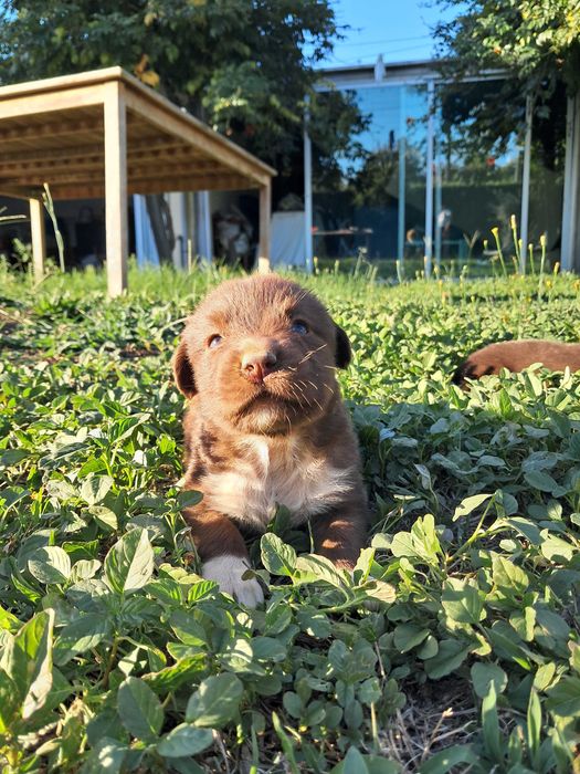 Cães para adoção