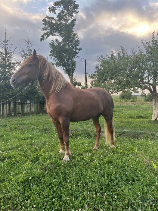 Продається кобила