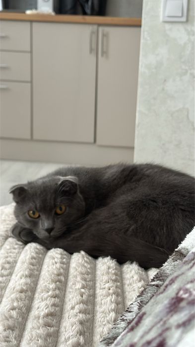 Продам в хороші руки кошеня