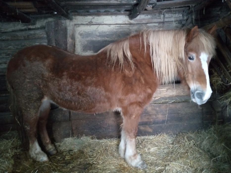 Кобила запряжна робоча спокойна