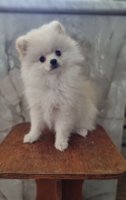 Дівчинка померанського шпіца