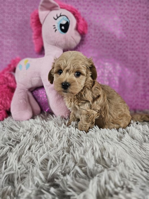 Maltipoo F1 cudny chłopiec