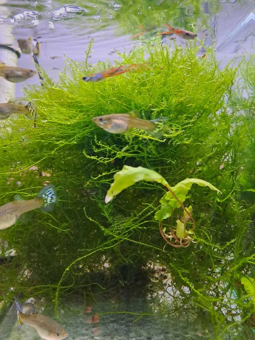 Mech jawajski Java moss