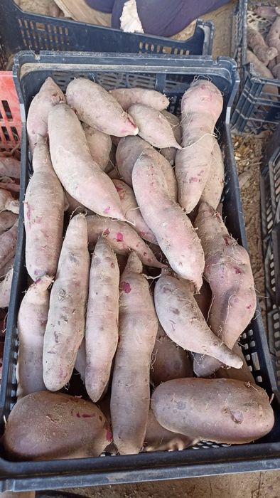 Batata doce comum e batata doce laranja