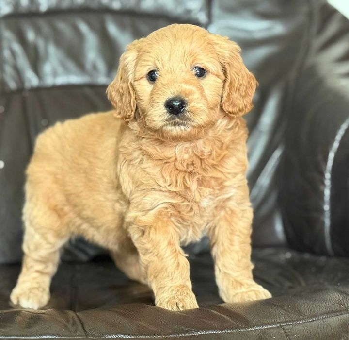 Goldendoodle / Golden Retriever