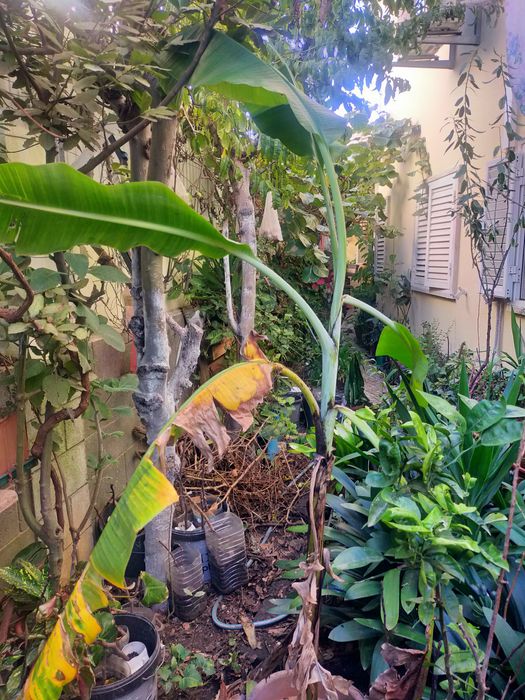 Árvore de fruto bananeira