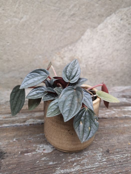 Peperomia w osłonkach