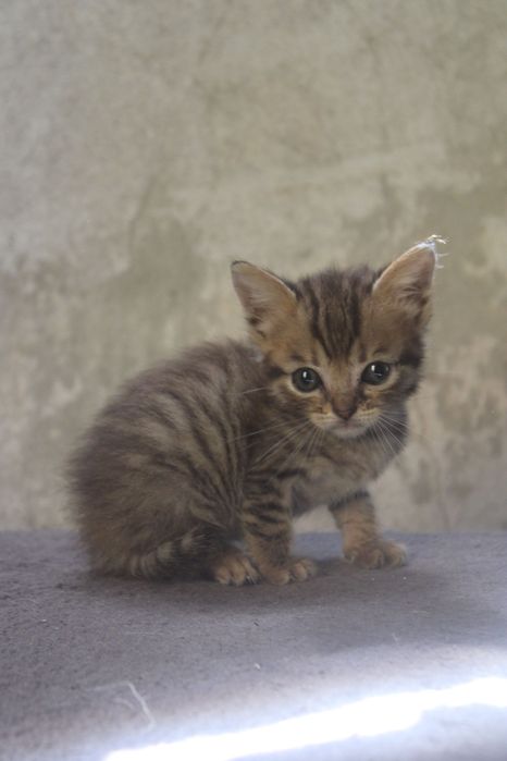 Gatinhos bebés para adoção