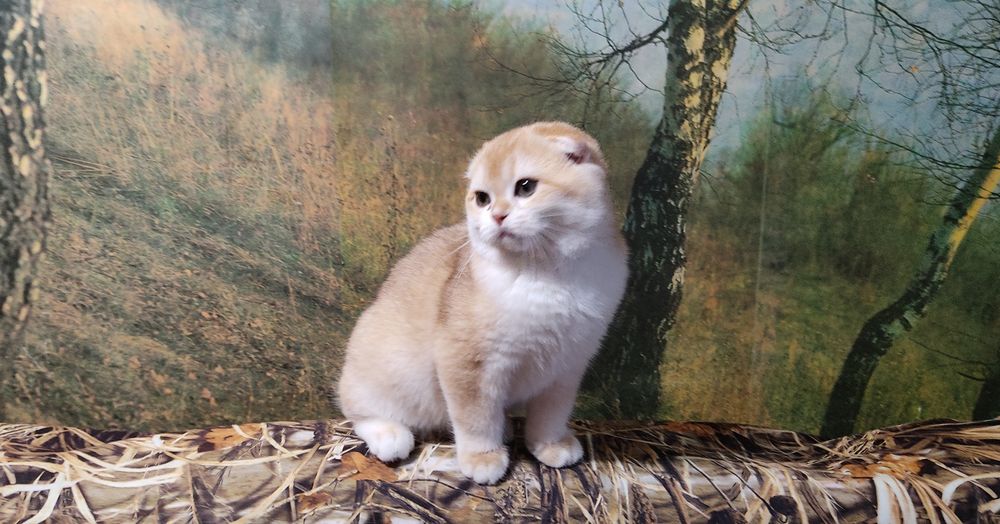 Золотий шиншила хлопчик