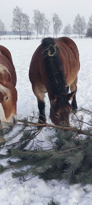 Konie zimnokrwiste księgi głòwne