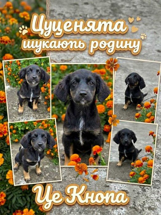 Цуценята шукають родину Дніпро